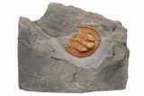 Orange Declivolithus Trilobite (Pos/Neg) - Mecissi, Morocco #227868-1